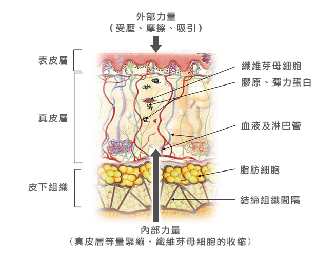 LPG刺激不同皮層
