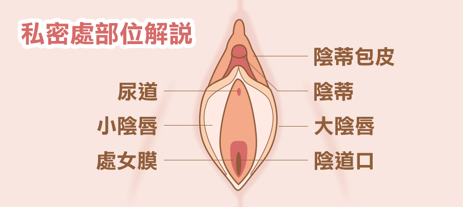 私密處部位解說