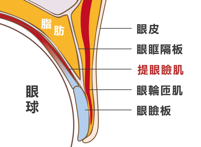 提眼瞼肌示意圖