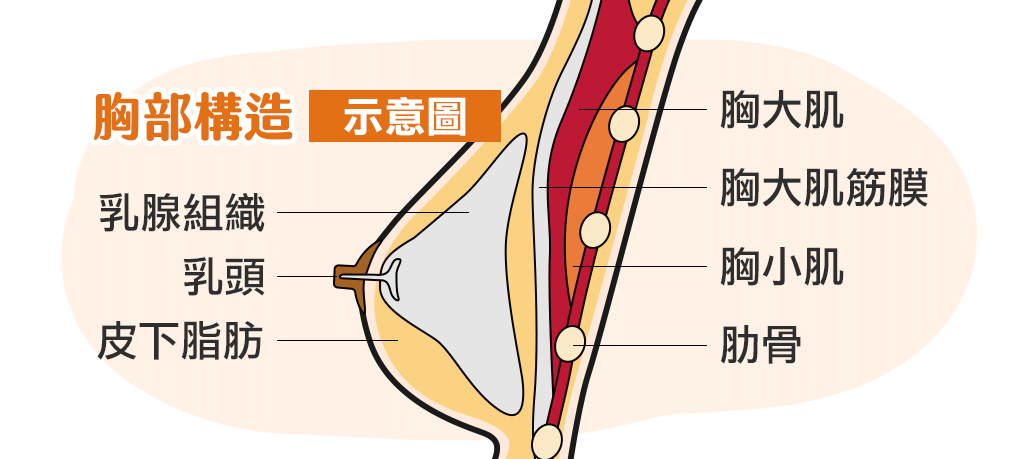 胸部組織