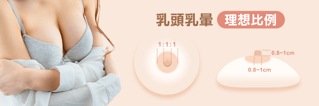 乳頭, 乳暈, 理想比例